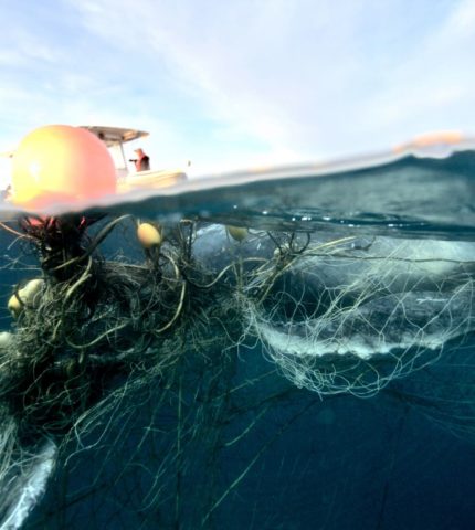 Gold Coast whale entanglement confirmed as first of the season 