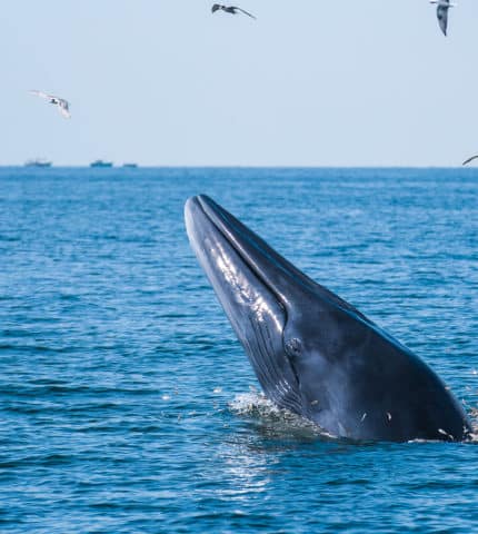 Whaling ban celebrates 40th anniversary