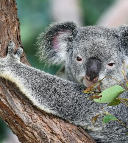 Alarming research shows 57 per cent decline in koala populations