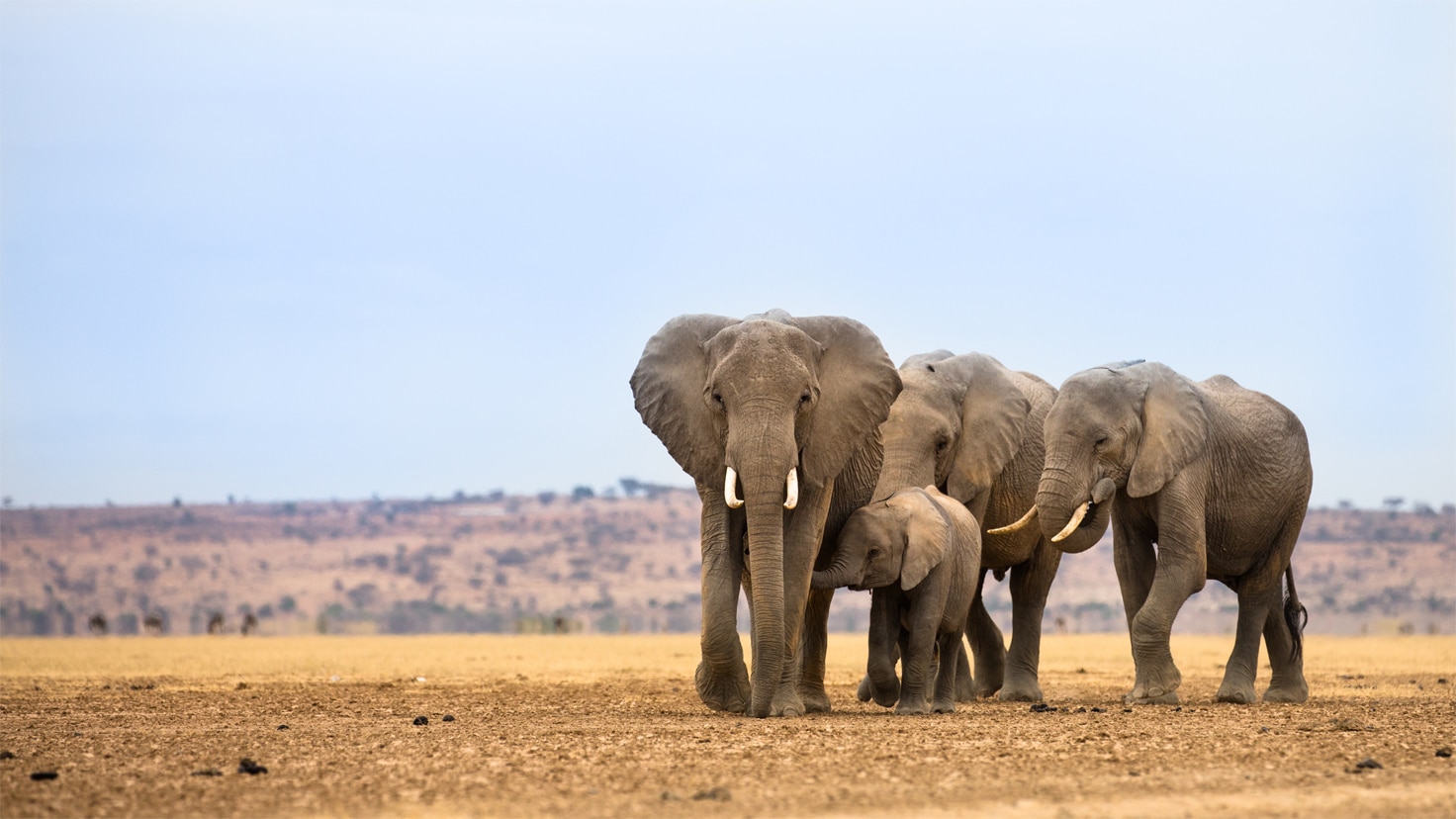 Wild African Elephants
