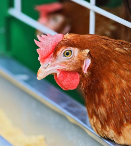 Generous deadline set to end battery cages for layer hens. State governments asked to act sooner.