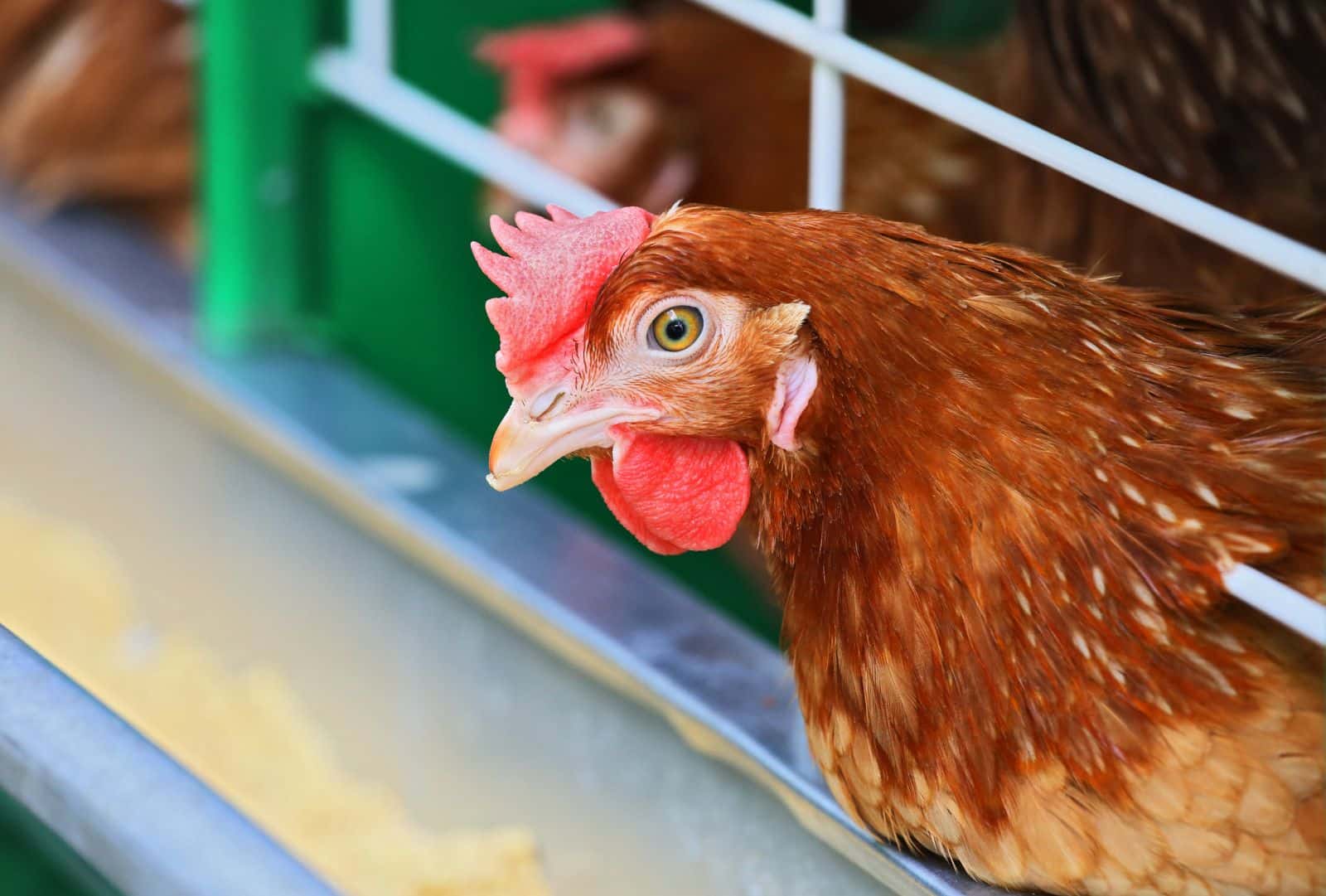 Generous deadline set to end battery cages for layer hens. State governments asked to act sooner.