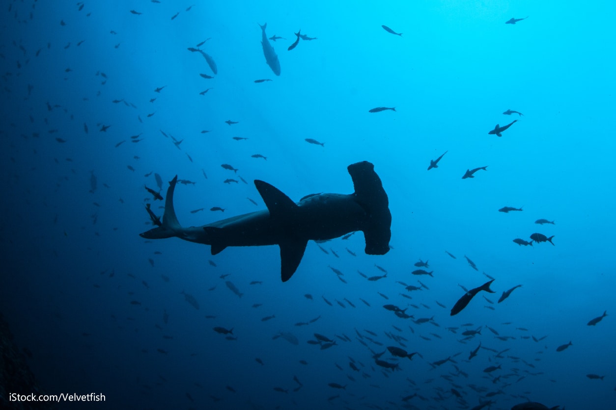 Review of the Non-Detriment Finding for CITES Appendix II listed Hammerhead Shark Species