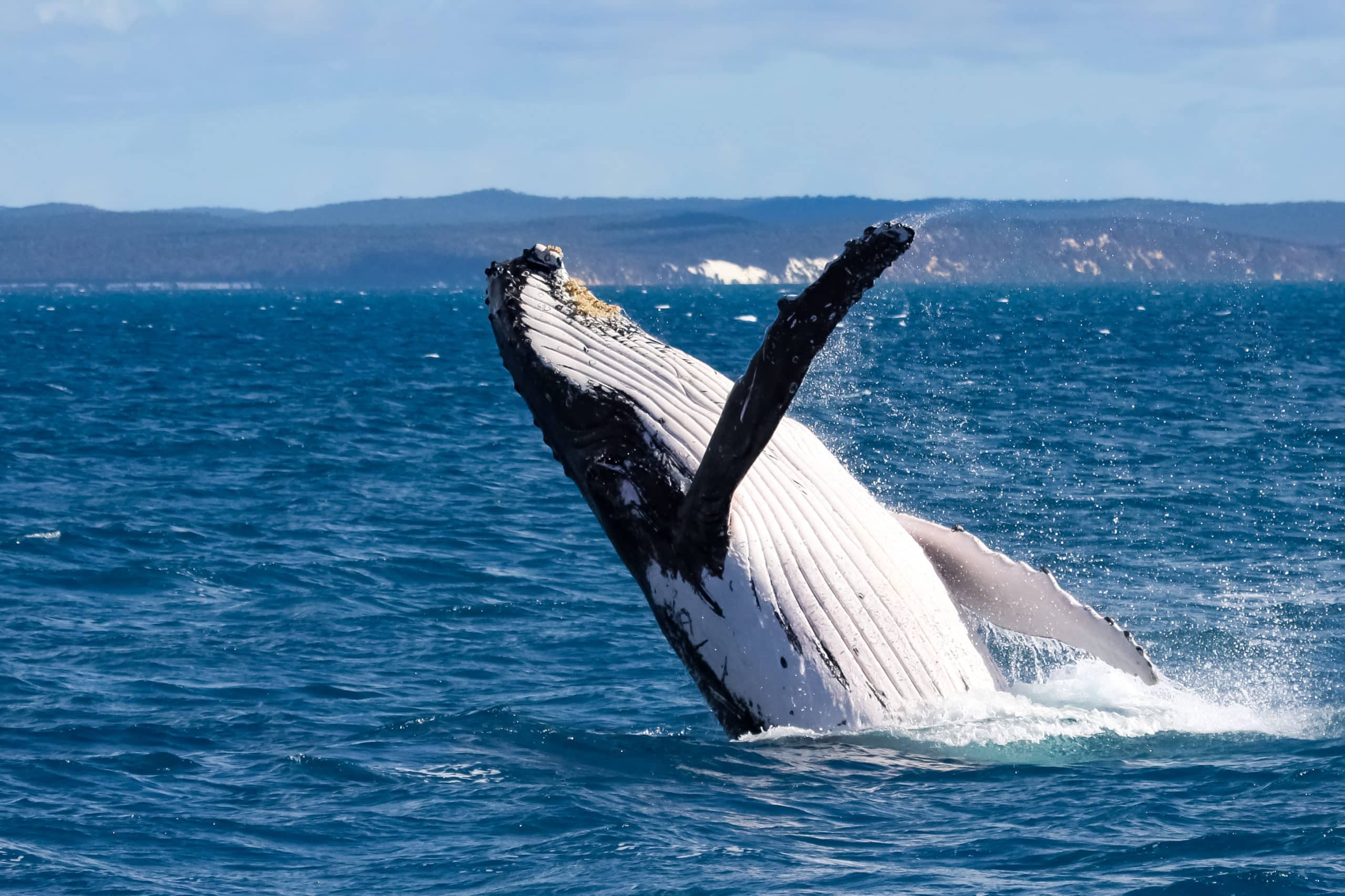 5 reasons to be positive about Australia’s oceans in 2022