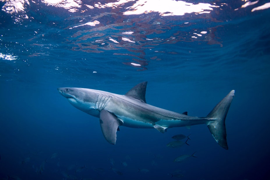 QLD Shark Management Plan shows the tide is turning on lethal shark control