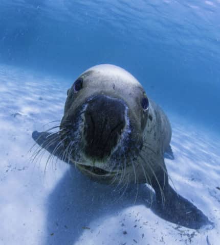 Marine conservationists praise 98% reduction in Australian Sea Lion deaths