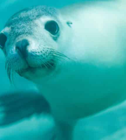 Unique Australian sea lion listed as Endangered