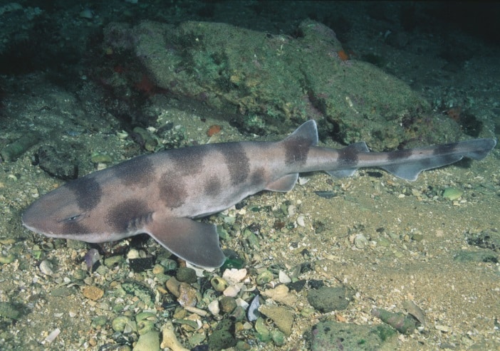 New threatened species nominations for sharks and rays in