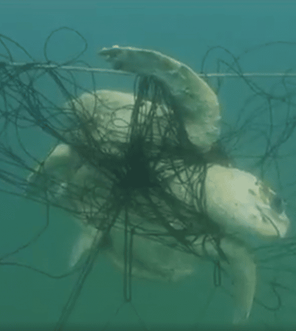 Government’s scientific committee slams NSW shark nets