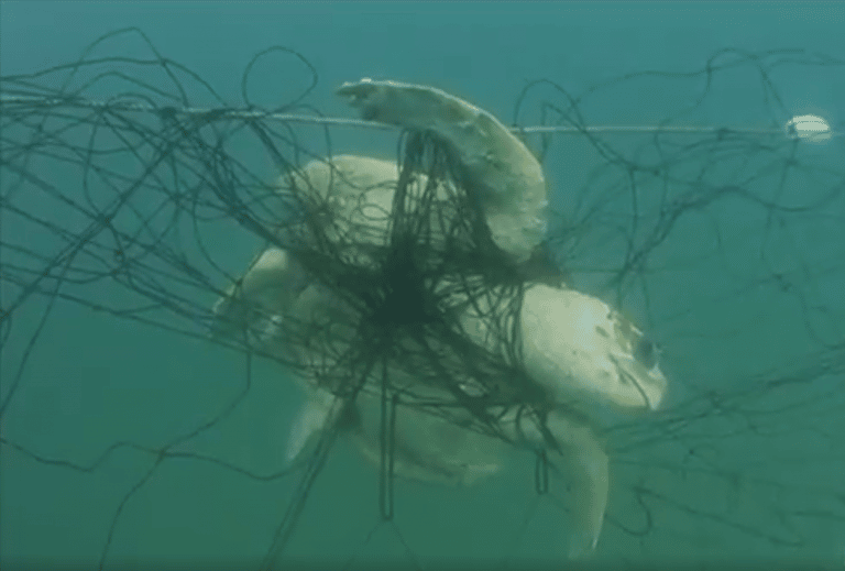 One turtle killed every twelve days on NSW coast by shark nets in the past year, new data reveals