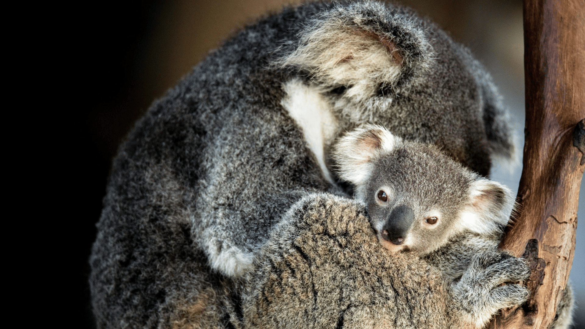 koala and joey with black background