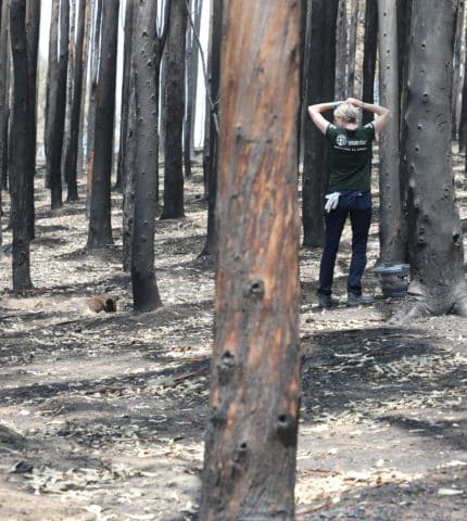 Bushfire Royal Commission: how to prevent wildlife going up in flames