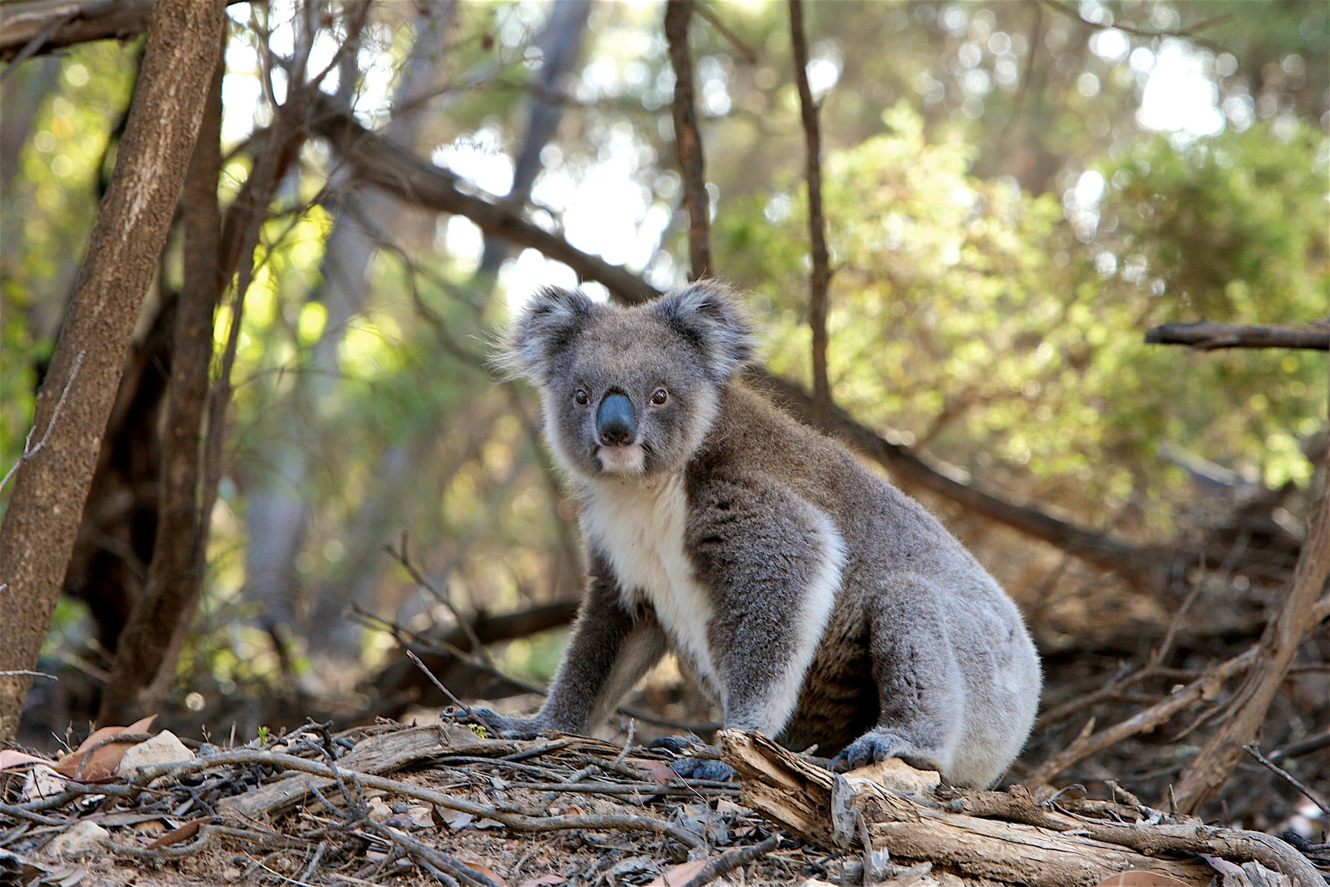 Koalas in the spotlight for New South Wales election