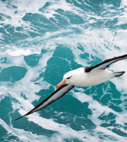Extra Protection Proposed for Sub-Antarctic Haven for Wildlife
