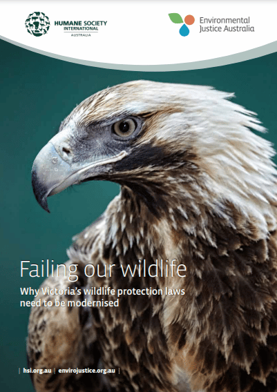 Failing our wildlife – Why Victoria’s wildlife protection laws need to be modernised