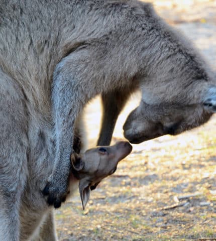 NSW inquiry backs major reforms to native wildlife killing permits