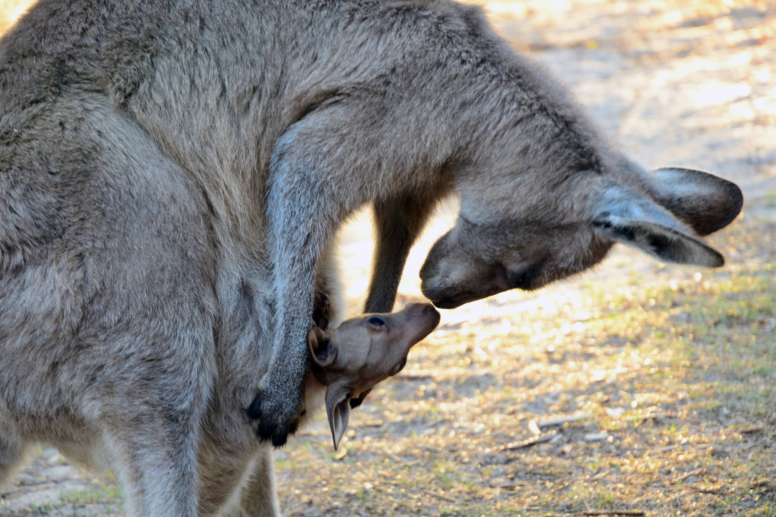 NSW kangaroo exports approved despite grave concerns raised by Parliamentary Inquiry