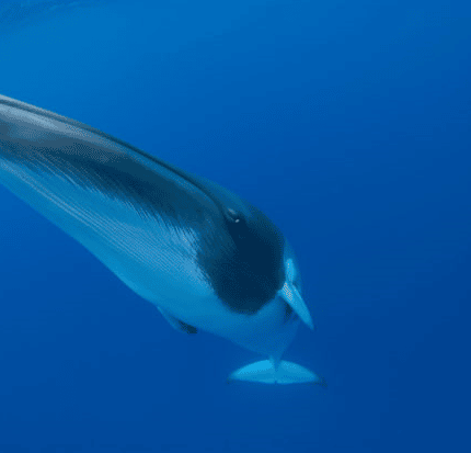 As its new mega whaling ship launches killing season, Japan adds vulnerable fin whales to kill list