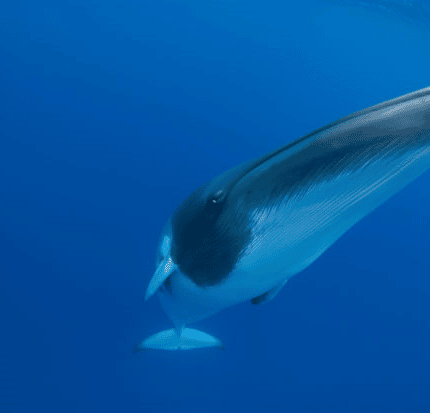Iceland will allow commercial whaling to resume in ’devastatingly disappointing’ renewal of one-year permit