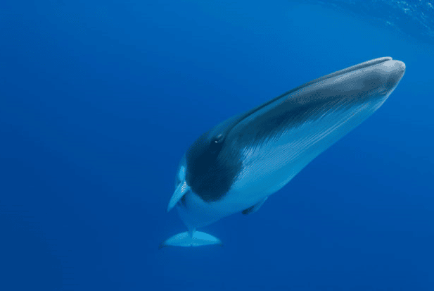 Iceland will allow commercial whaling to resume in ’devastatingly disappointing’ renewal of one-year permit