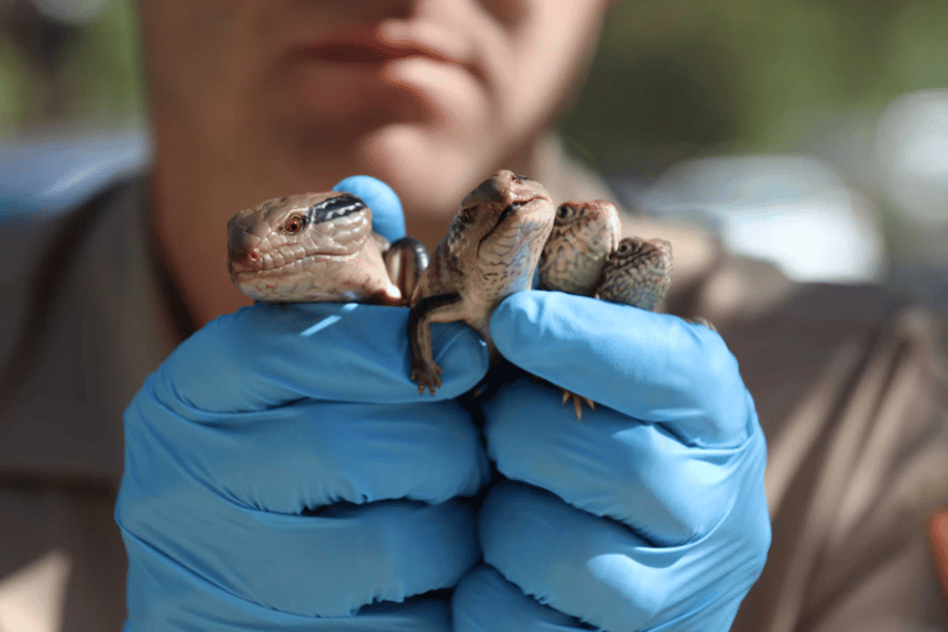 127 Australian reptiles gain protection from international pet trade