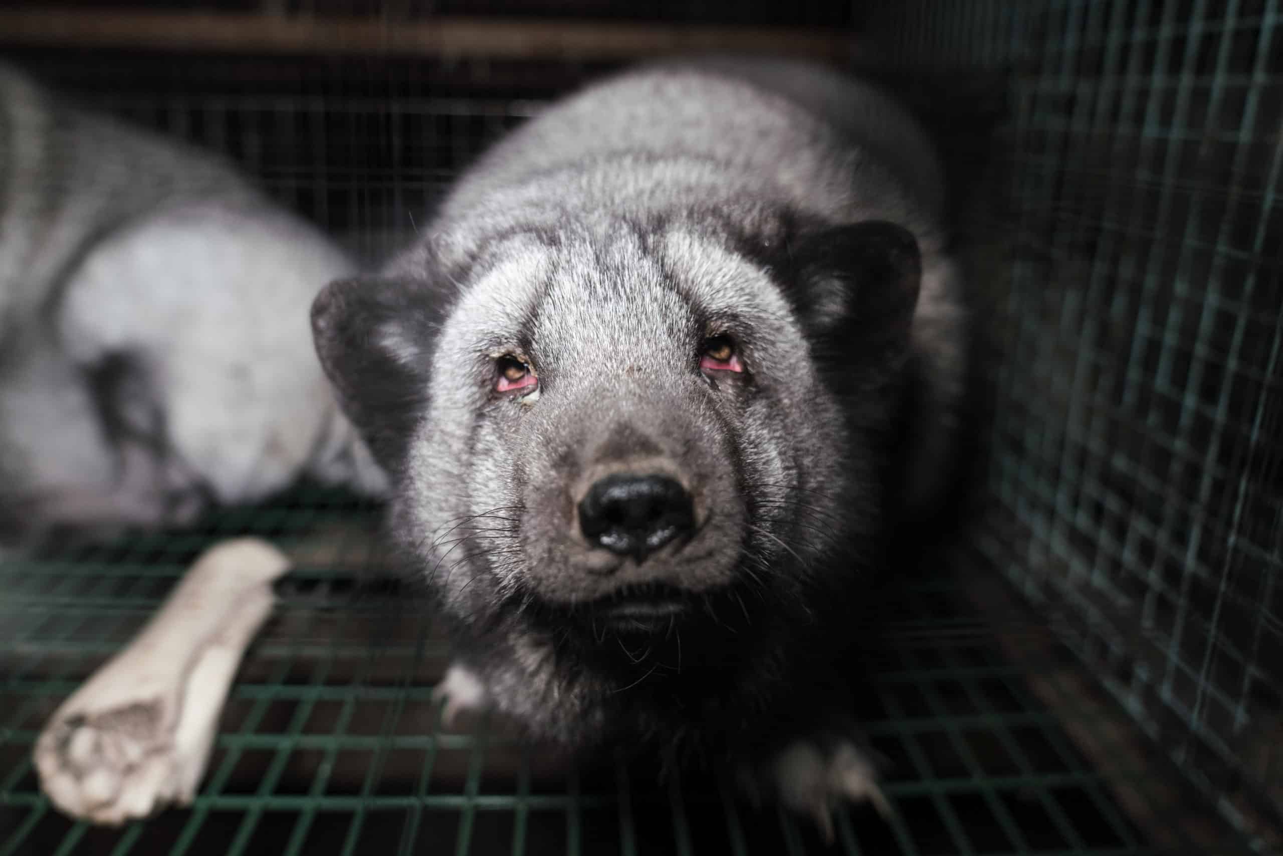 For this season’s most fashionable accessory, download the 2022 Fur Free Guide