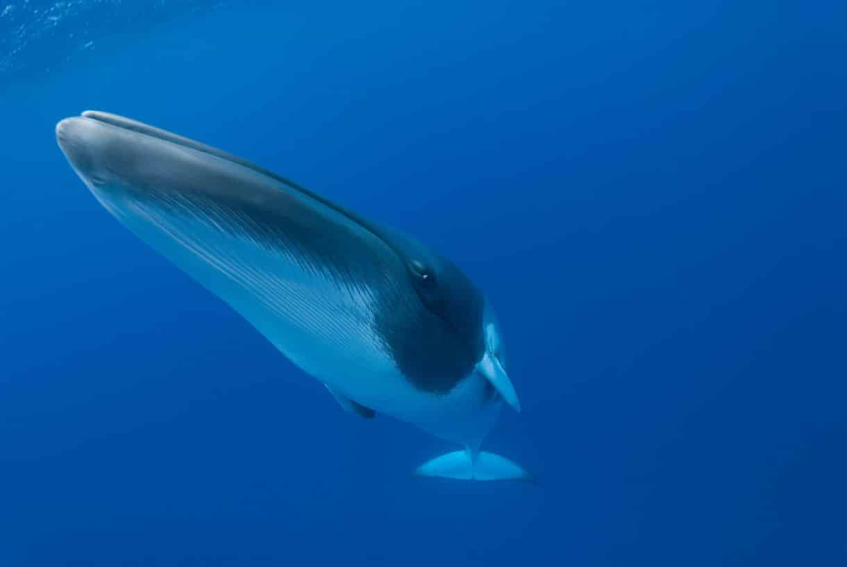 Forty years ago, the world did something amazing for whales