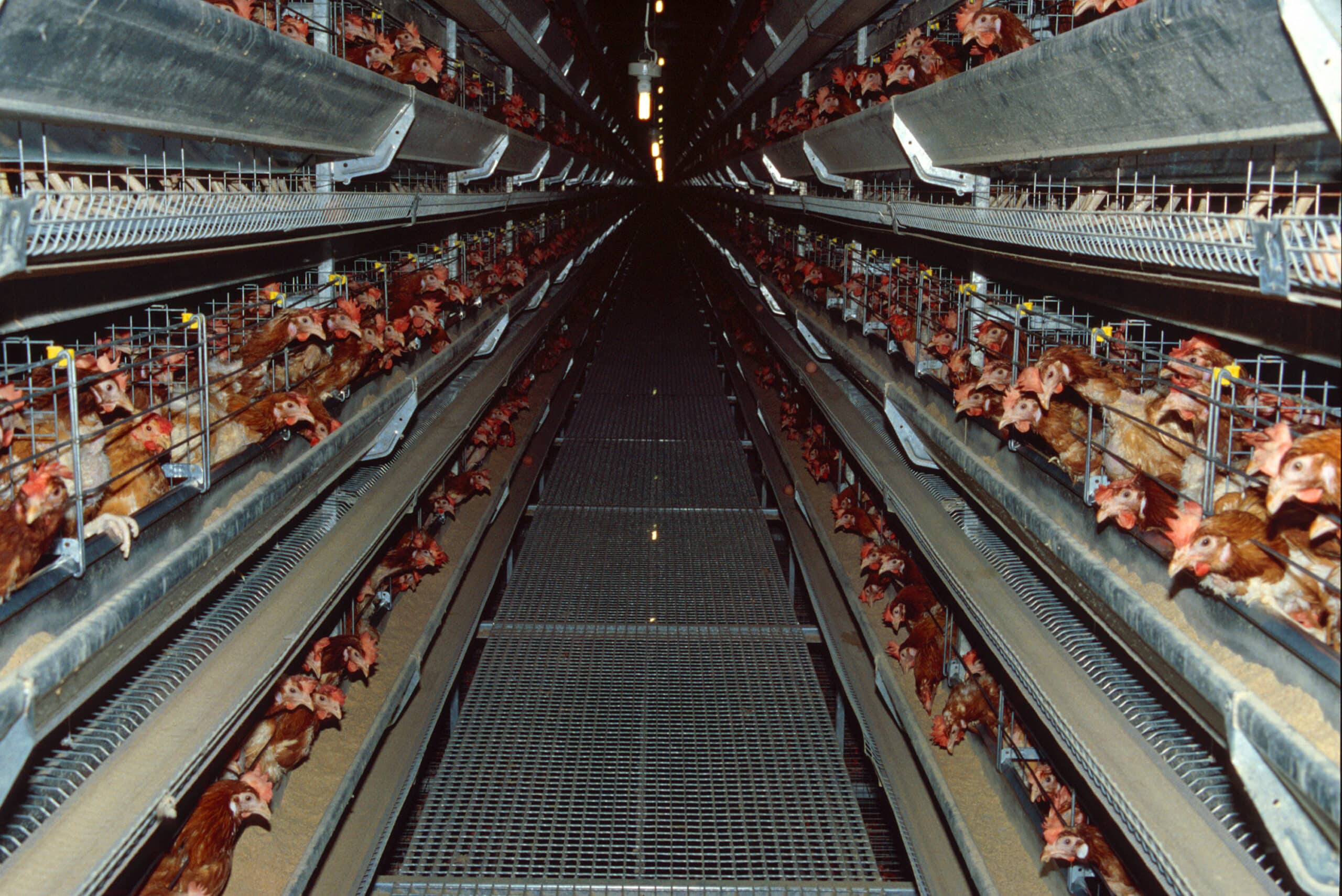 STATEMENT: Agreement to phase out battery cages lacks logical, concrete deadlines
