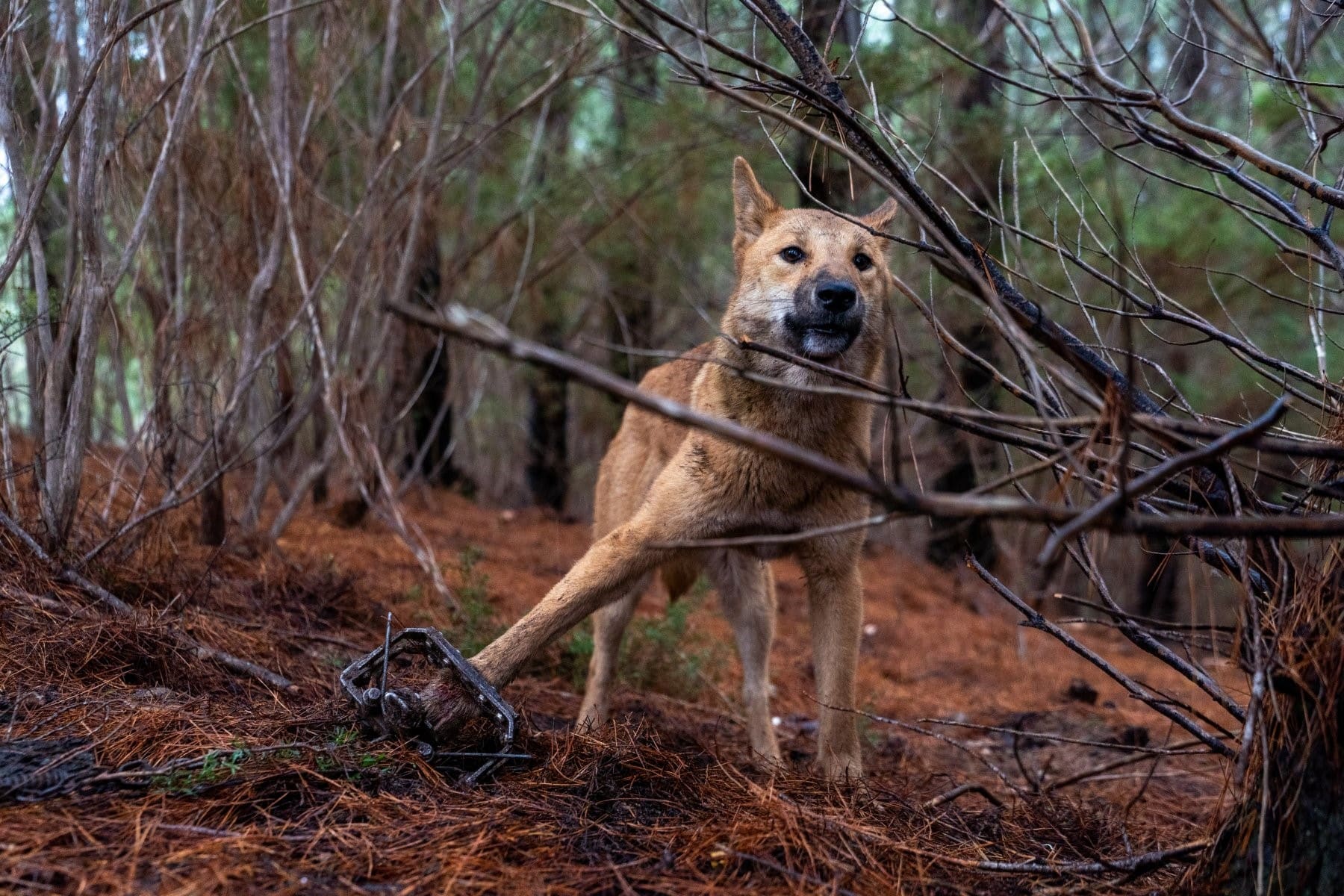 Protect dingoes across Australia