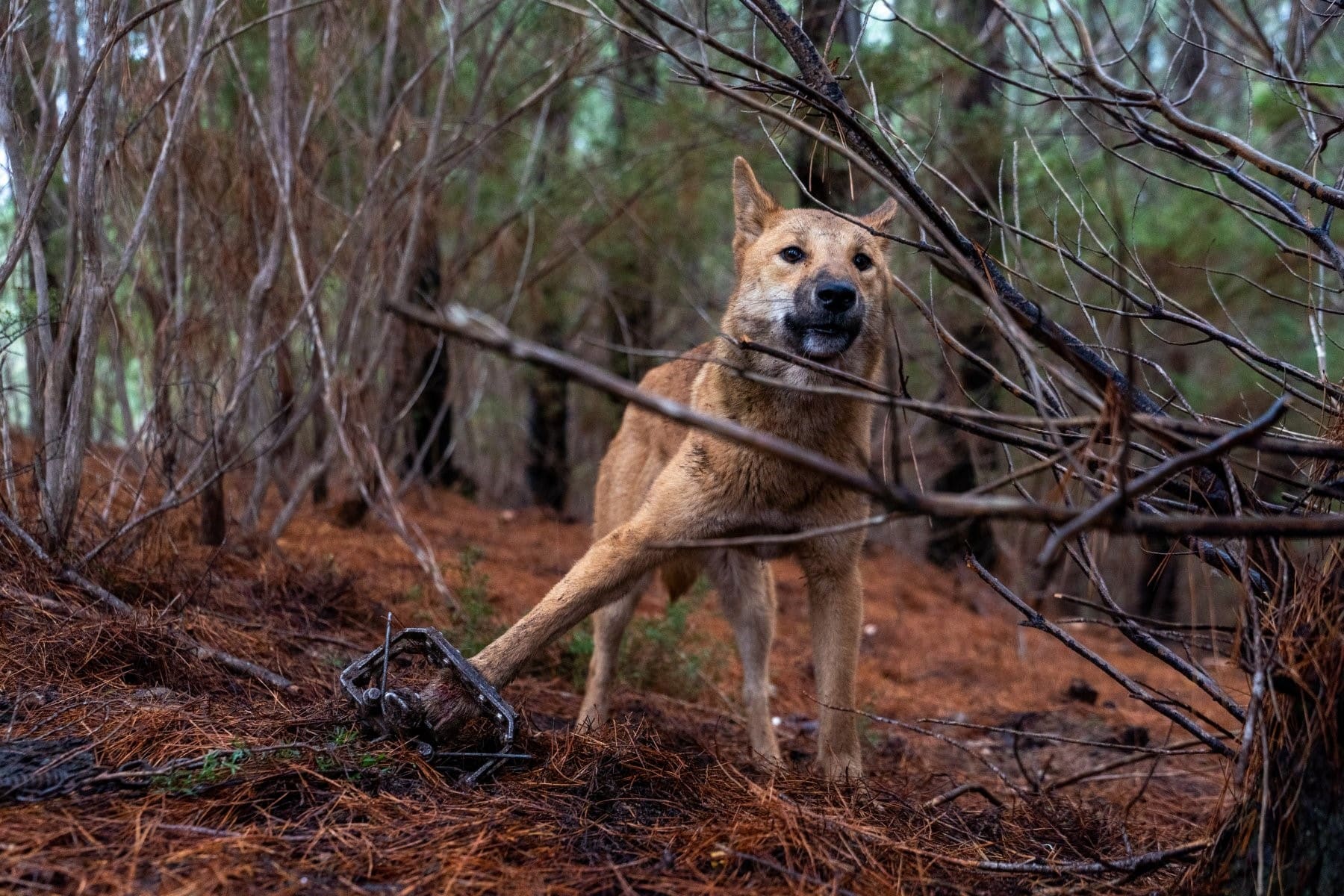 Protect Dingoes Across Australia