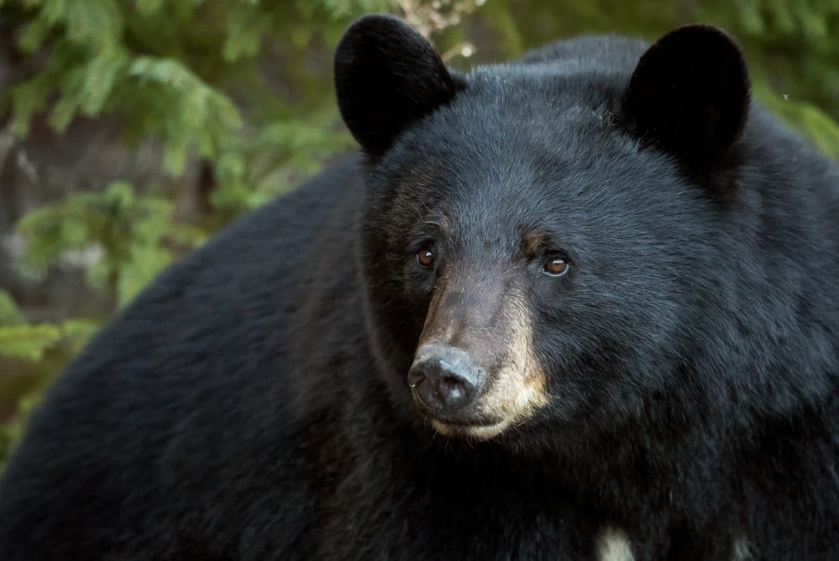 California bear injured by arrow is first heartbreaking sign of cruel trophy hunting season