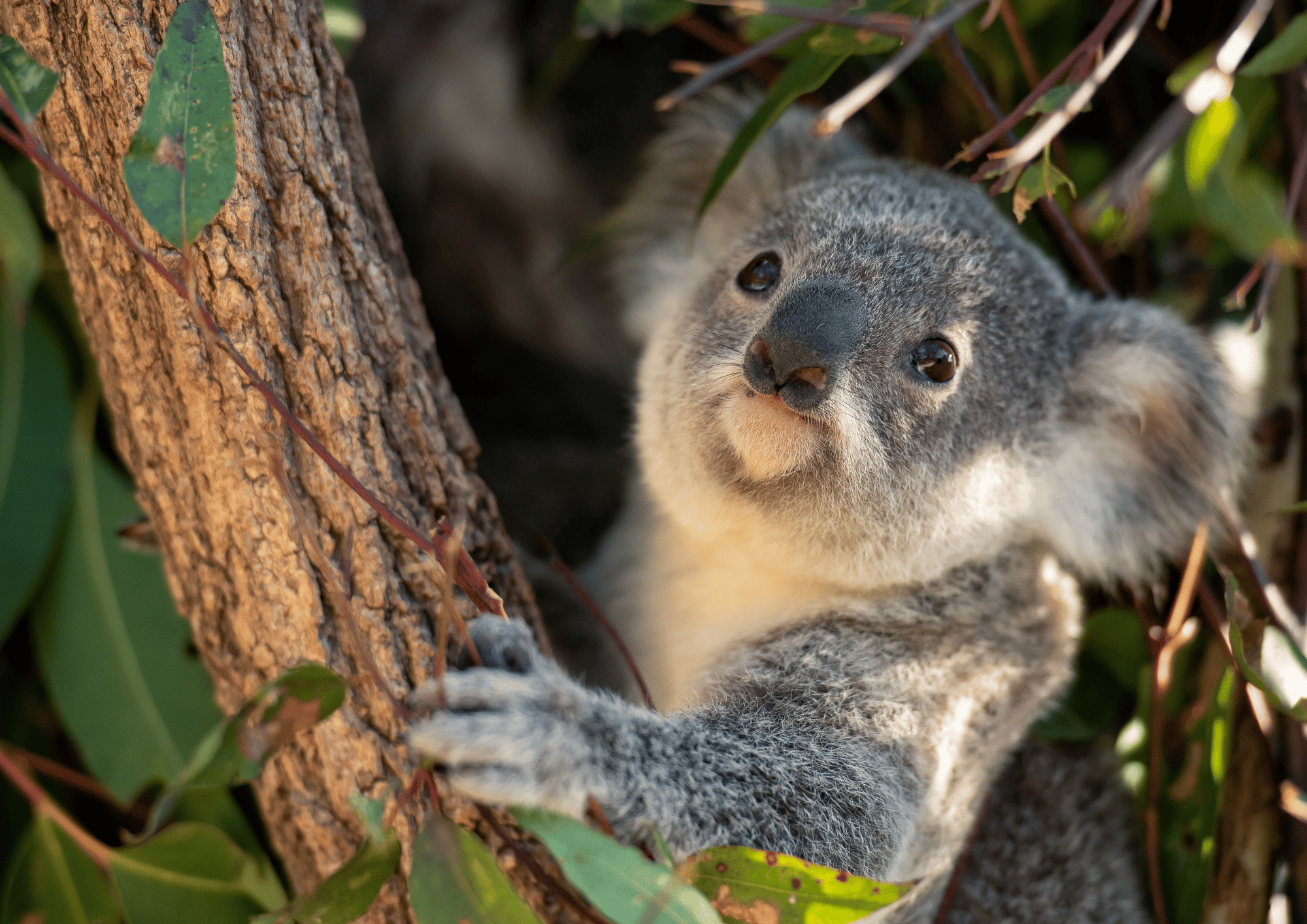 Say NO to weakening koala habitat protection in NSW