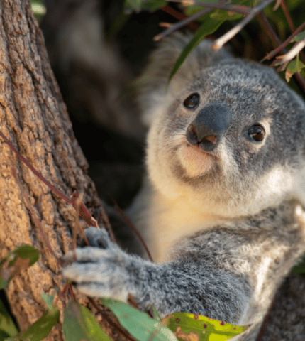 Statement: Funding for Cumberland Plain koalas