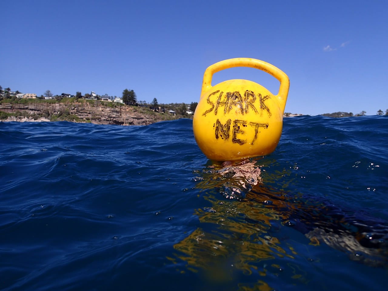 STATEMENT: NSW Government invites shark net tenders