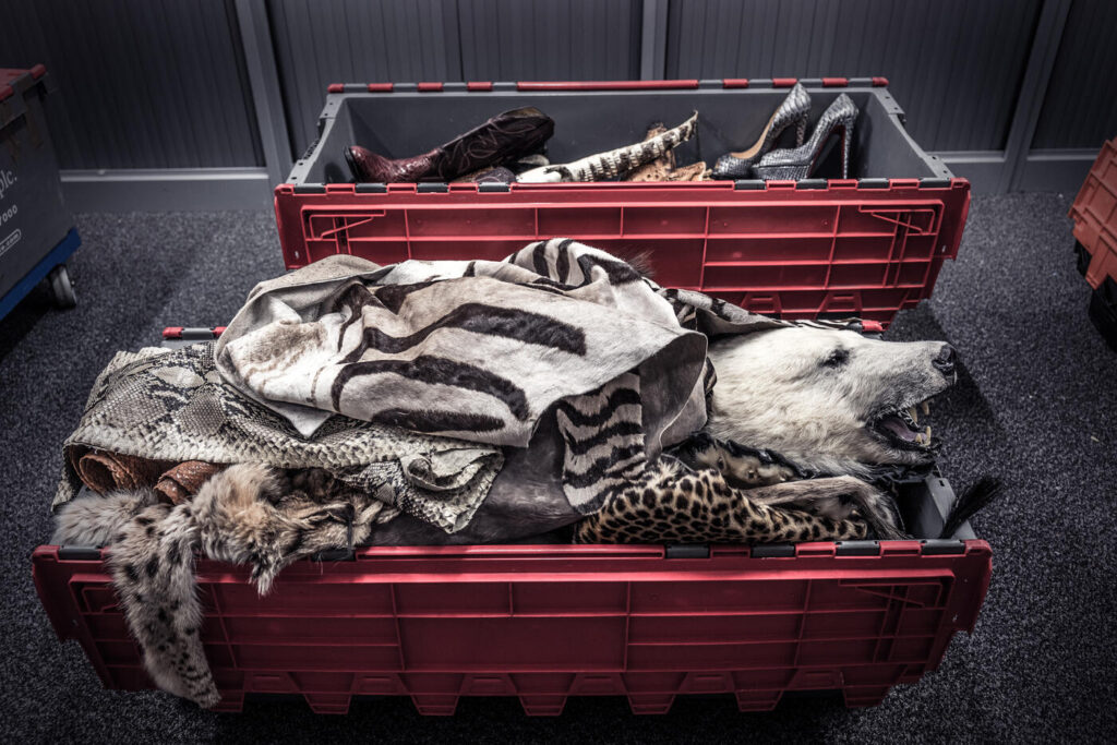 Border Force CITES Team, Custom House, Heathrow Airport, London, UK“The backrooms and storage spaces at border points are full of crates and boxes, filled with items seized from trophy hunters who either failed to show a license or because they illegally shot animals who are protected. Trophy hunters have been found to shoot critically endangered species and animals who are extinct in the wild and are bred in facilities only to be shot as a trophy. A global report published in 2019* warned that 1 million species face possible extinction. More than 145,596 hunting trophies from protected species were exported worldwide between 2013 and 2022, according to CITES.” - Britta Jaschinski * IPBES (2019): Global assessment report on biodiversity and ecosystem services of the Intergovernmental Science-Policy Platform on Biodiversity and Ecosystem Services. E. S. Brondizio, J. Settele, S. Díaz, and H. T. Ngo (editors). IPBES secretariat, Bonn, Germany. 1148 pages.