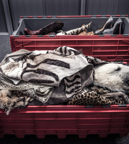 93% of Australians want the federal government to uphold its election promise on trophy hunting import bans