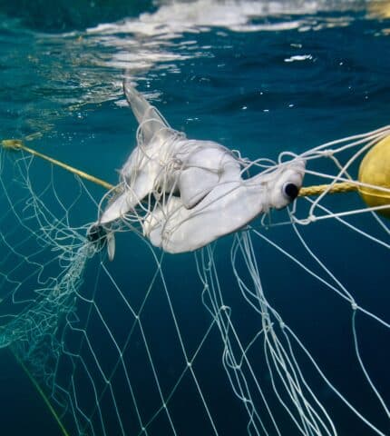 Shark nets return again despite overwhelming opposition