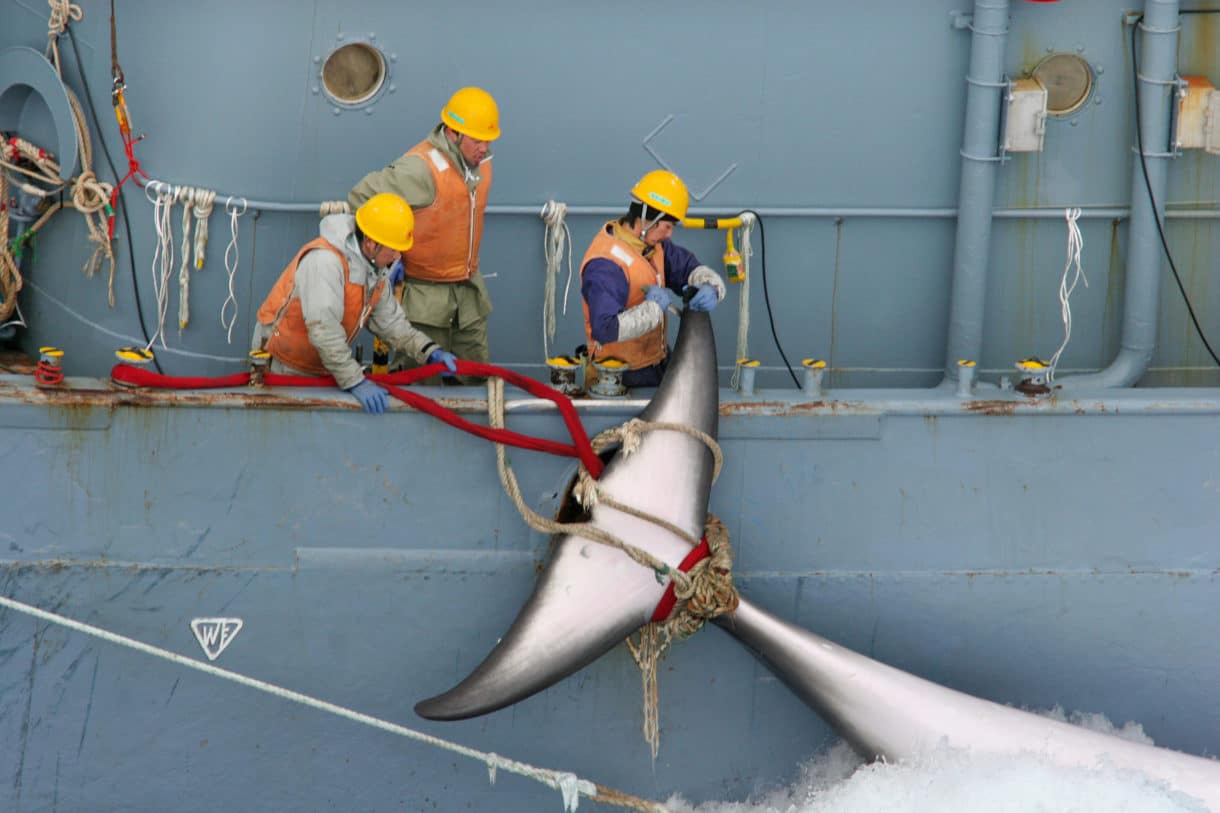 HSI reminds Japanese whalers of our injunction to stop their whaling in Antarctica