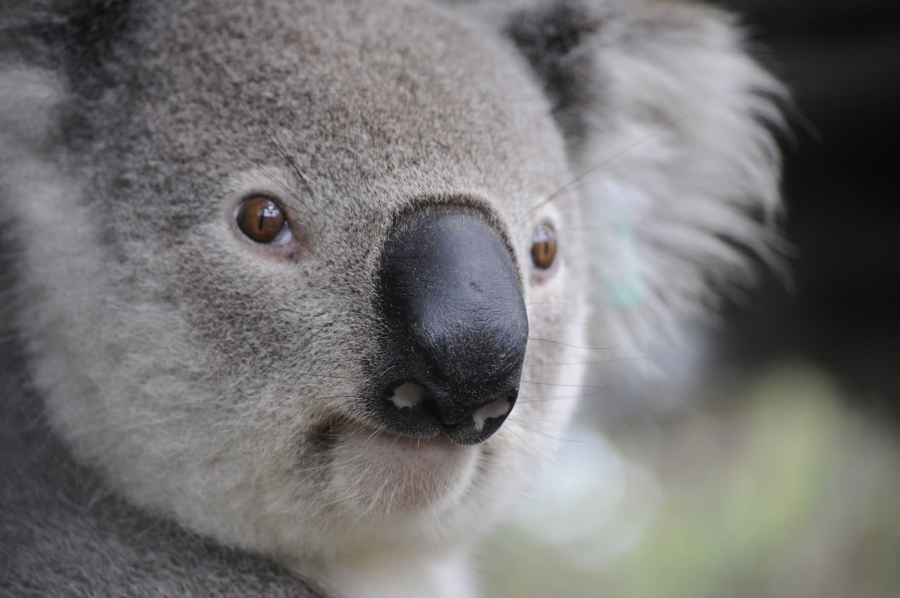 Last week was a big week for NSW koala populations. 