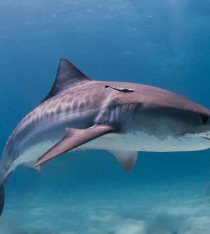 A historic vote for sharks at the CITES COP