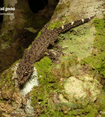 How we’ll be standing up for animals at the 2025 CITES Convention