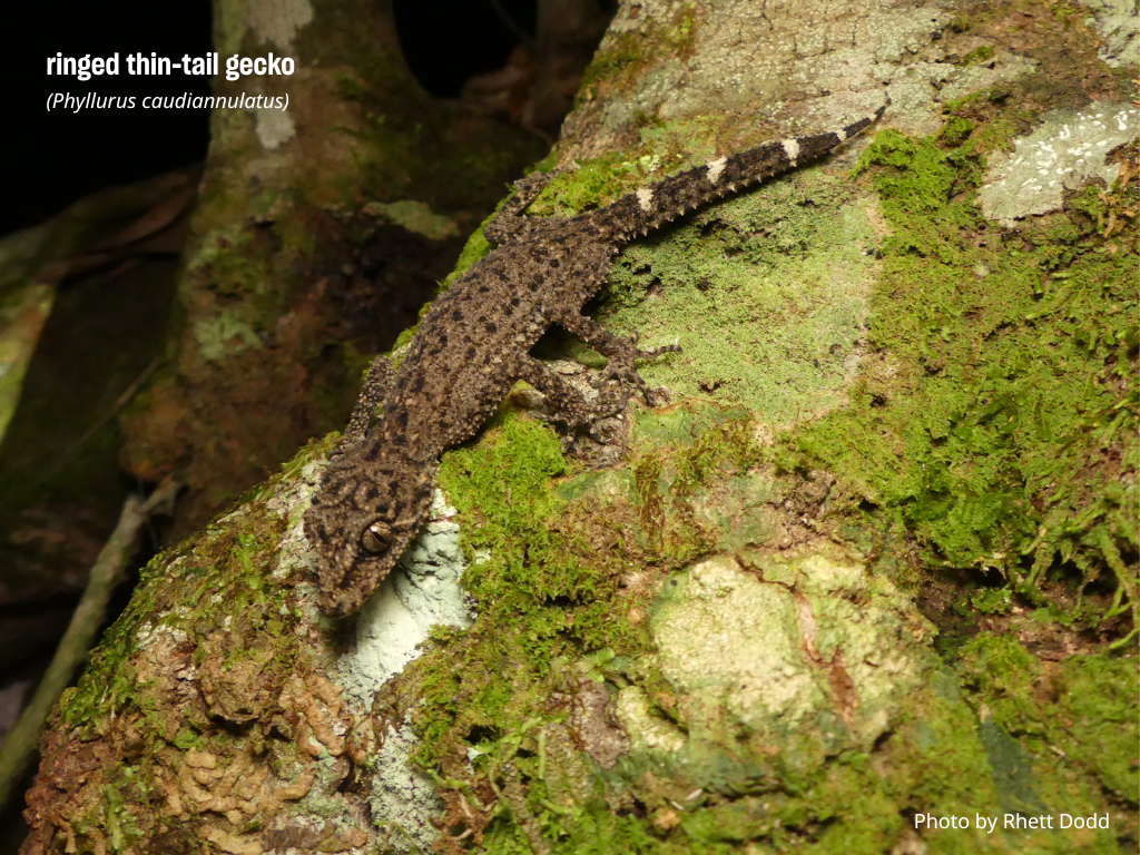 How we’ll be standing up for animals at the 2025 CITES Convention