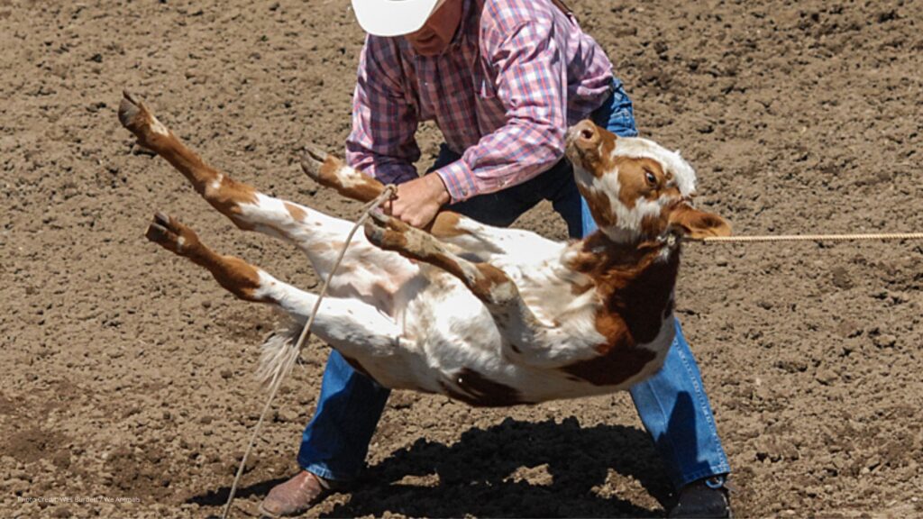A man ties an airbourne calf up with ropes. 