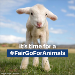 A lamb stands in the center of the photo. Text overlay reads "its time for a #fairgoforanimals"