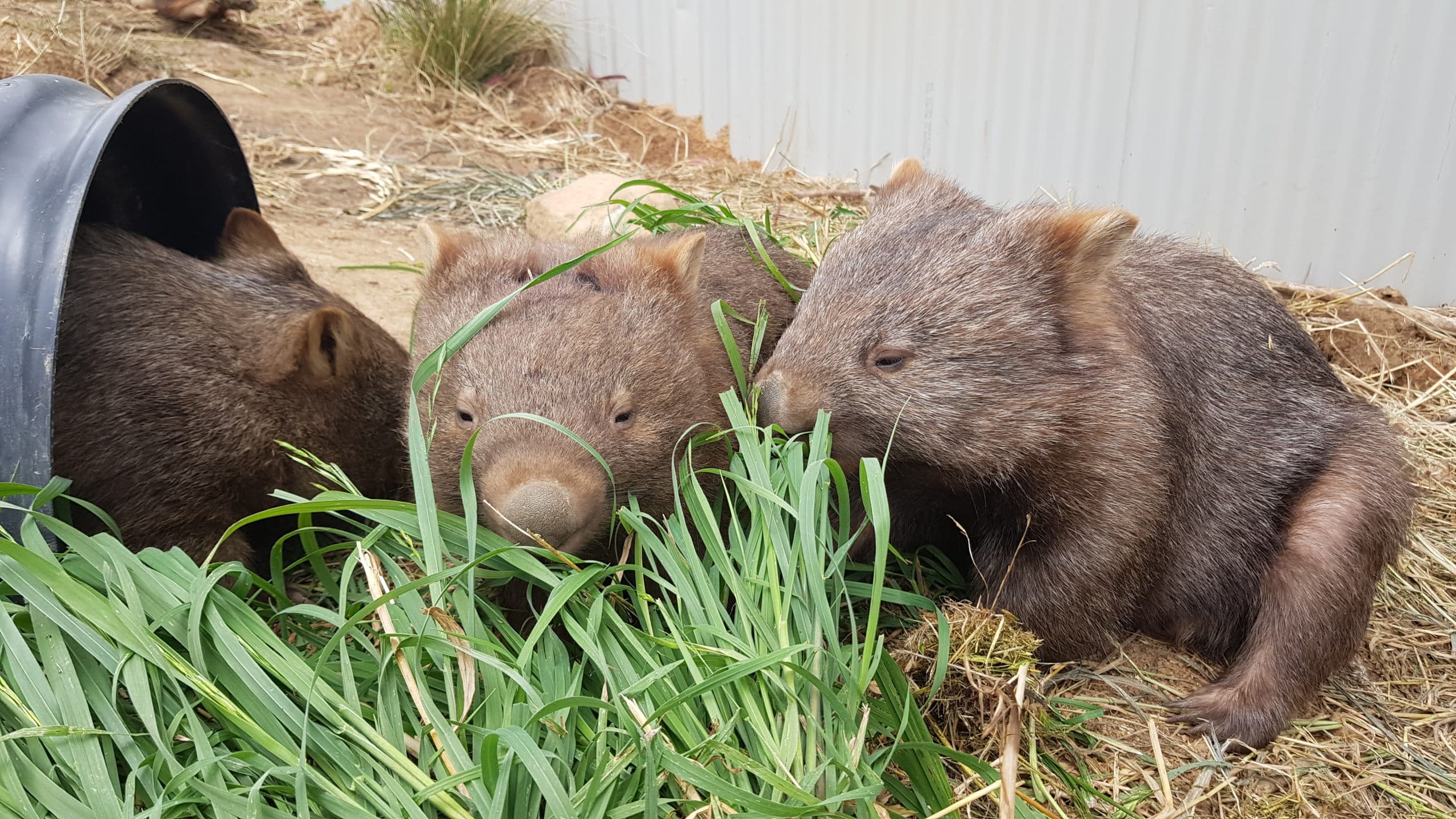 Guest Blog: Mingling Wombats