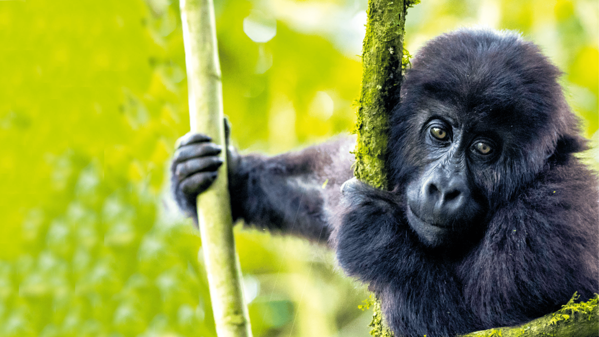 Gorilla banner plain