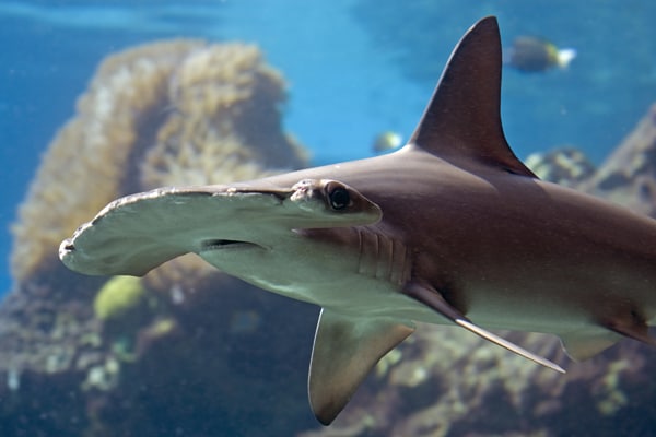 Australian & Queensland govts must do more to save reef sharks from extinction