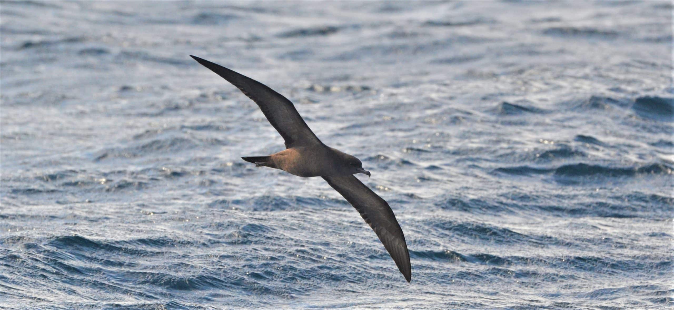 Saving the sooty shearwater: a casualty of climate change  