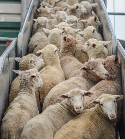 End to suffering of sheep on live export ships inches closer