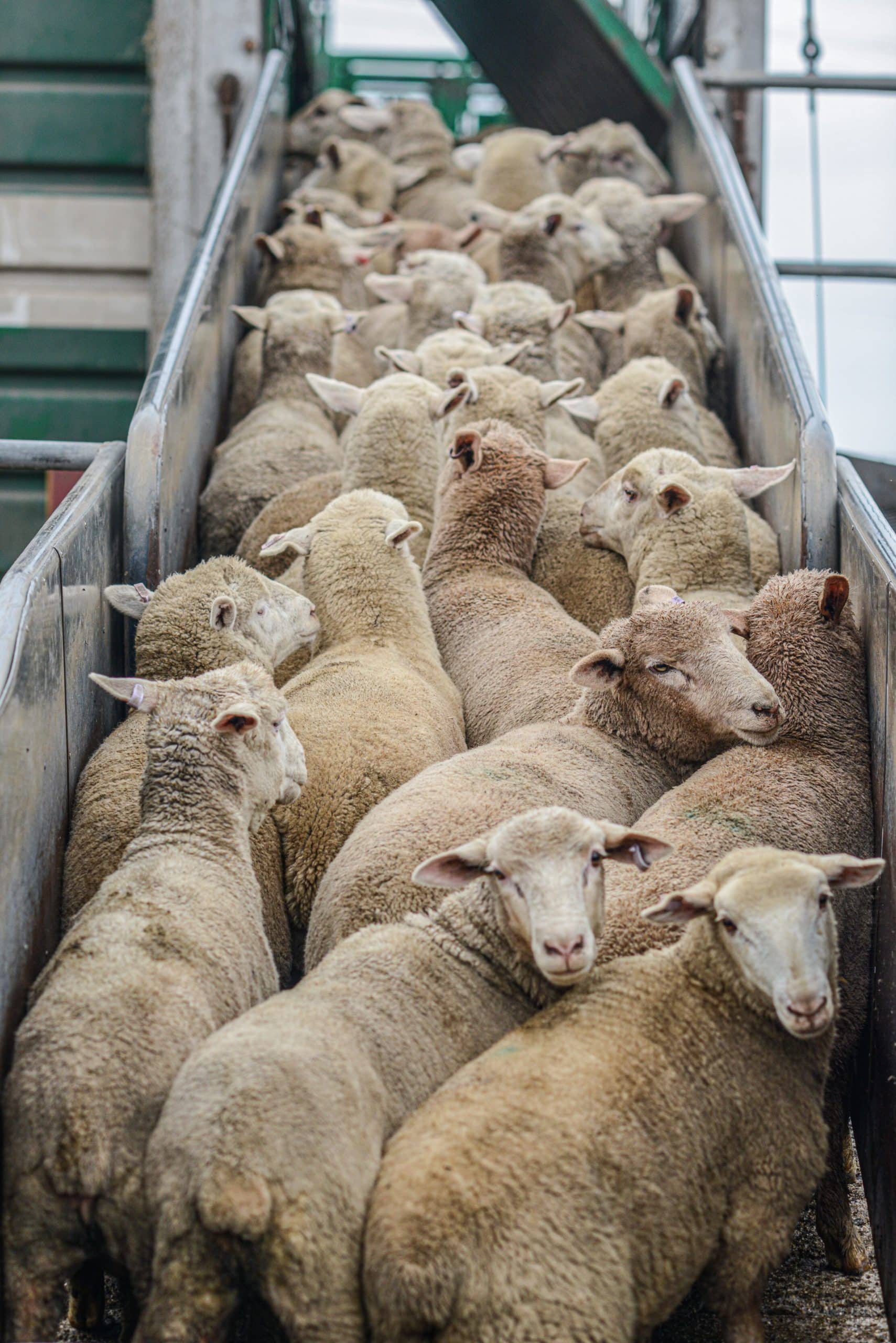 End to suffering of sheep on live export ships inches closer